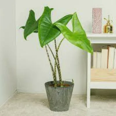 Alocasia Zebrina